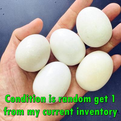 Buddha Relic Egg Pearl Lucky Stone HinPhaThad SamRoiYod Leklai Thai Amulet 18241