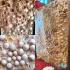 Buddha Relic Egg Pearl Lucky Stone HinPhaThad SamRoiYod Leklai Thai Amulet 18241