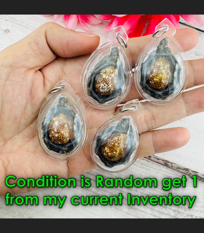 Holy Shell Magic Protection Change Future Good Pern WatBangPha Thai Amulet 18473