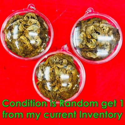 Lokok Mummy 9 Kitten Family Gambling Rich Money Wealth Sareng Thai Amulet #18488