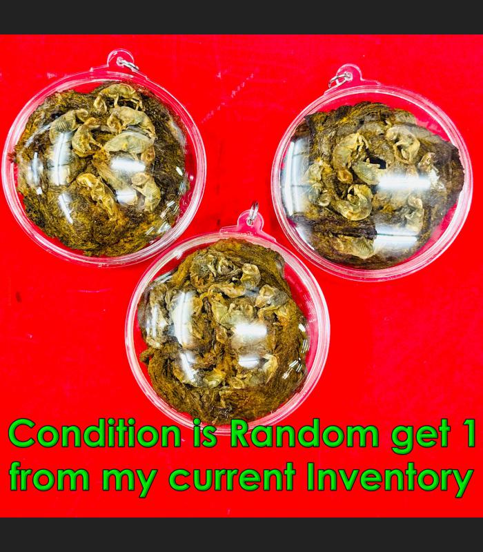 Lokok Mummy 9 Kitten Family Gambling Rich Money Wealth Sareng Thai Amulet #18488