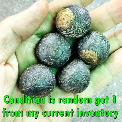 Takud Ball Rahu Coconut Win Gambling Wealth Money Watsrisatong Thai Amulet 18738